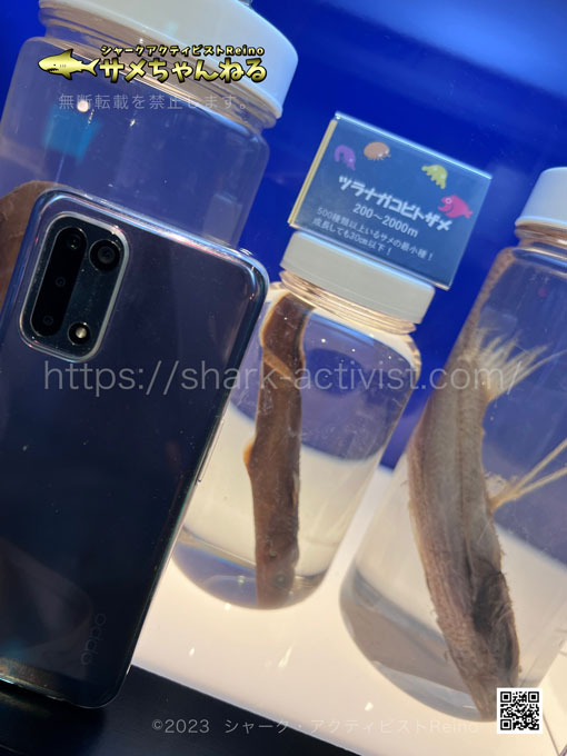 ツラナガコビトザメ 学名：Squaliolus aliae,英名：Smalleye pygmy shark しなかわ水族館