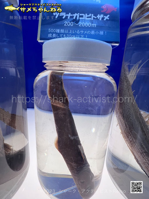 ツラナガコビトザメ 学名：Squaliolus aliae,英名：Smalleye pygmy shark しなかわ水族館